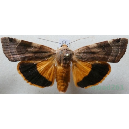 Noctua fimbriata (Schreber, 1759) Rolnica aksamitka Czech6f